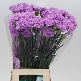 Freshy Lange Nelke Fl “Moonaqua” | Farbe: Lila | Länge ± 70 centimeter | Pro 20 frische Blumen