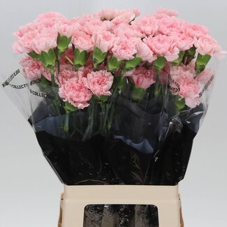 Freshy Lange Nelke “Doncel” | Farbe: Rosa | Länge ± 70 centimeter | Pro 20 frische Blumen