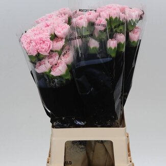 Freshy Lange Nelke “Damina” | Farbe: Gemischte Farben | Länge ± 70 centimeter | Pro 20 frische Blumen