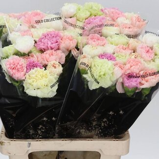 Freshy Lange Anjer Mix Pastel | Kleur: Gemengde Kleuren | Lengte ± 65 centimeter | Per 20 verse bloemen
