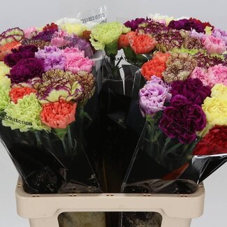 Freshy Lange Anjer Mix Standard | Kleur: Gemengde Kleuren | Lengte ± 65 centimeter | Per 20 verse bloemen