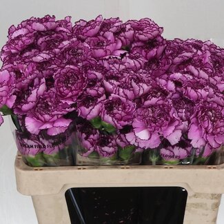 Freshy Korte Anjer “Royal Damascus” | Kleur: Paars | Lengte ± 55 centimeter | Per 20 verse bloemen