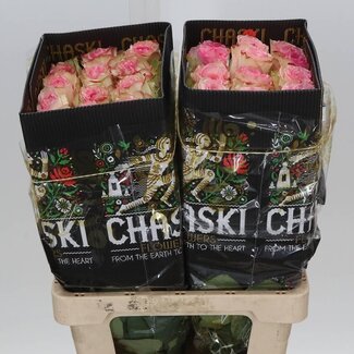 Freshy Grootbloemige Roos “Esperance” | Kleur: Roze | Lengte ± 60 centimeter | Herkomst Ecuador | Per 25 verse bloemen