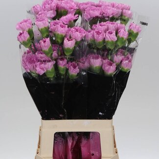 Freshy Lange Anjer “Birmania” | Kleur: Roze | Lengte ± 70 centimeter | Per 20 verse bloemen