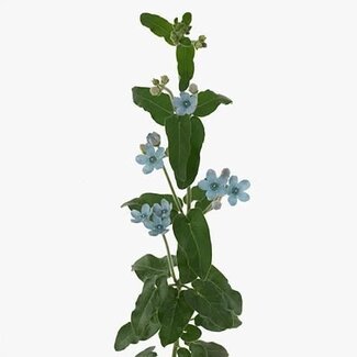 Freshy Oxy Co Tanacetum Pure Blue