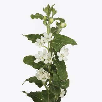 Freshy Oxy Co Perf White Harmony