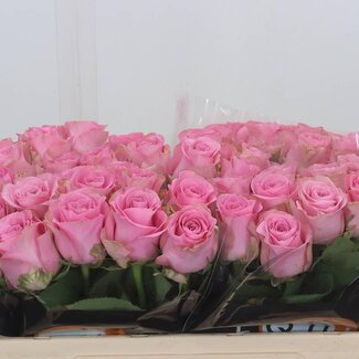 Freshy Grootbloemige Roos “Renaissance” | Kleur: Roze | Lengte ± 50 centimeter | Per 10 verse bloemen