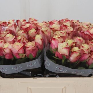 Freshy Grootbloemige Roos “Marosa” | Kleur: Wit Roze | Lengte ± 50 centimeter | Per 20 verse bloemen
