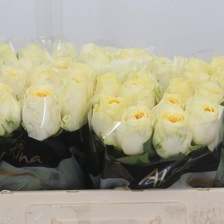 Freshy Rosa Buttercup