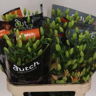 Freshy Lelie Longi x Aziatic Aqua Must See