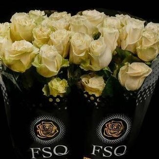 Freshy Grootbloemige Roos “Mondial” | Kleur: Wit | Lengte ± 60 centimeter | Herkomst Ecuador | Per 20 verse bloemen