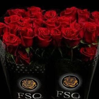 Freshy Grootbloemige Roos “Freedom” | Kleur: Rood | Lengte ± 60 centimeter | Herkomst Ecuador | Per 20 verse bloemen