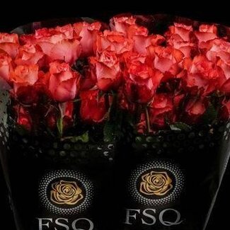 Freshy Großblütige Rose “Alegra” | Farbe: Weiß Rosa | Länge ± 50 Zentimeter | Herkunft Ecuador | Pro 20 frische Blumen