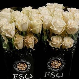 Freshy Grootbloemige Roos “Playa Blanca” | Kleur: Wit | Lengte ± 50 centimeter | Herkomst Ecuador | Per 20 verse bloemen
