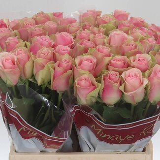Freshy Grootbloemige Roos “Belle Rose” | Kleur: Roze | Lengte ± 40 centimeter | Per 20 verse bloemen