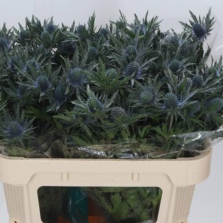 Freshy Eryngium Kruisdistel “Orion Qstar” | Kleur: Paars | Lengte ± 70 centimeter | Per 10 stelen verse bloemen
