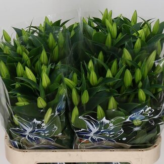 Freshy Lelie Oriental Aqua Helvetia