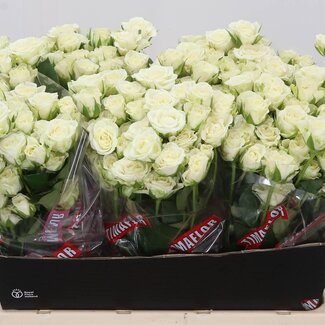 Freshy Trosroos “Snowflake” | Kleur: Wit | Lengte ± 60 centimeter | Per 10 verse bloemen