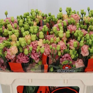 Freshy Eustoma Gevuld Sabrina Orange