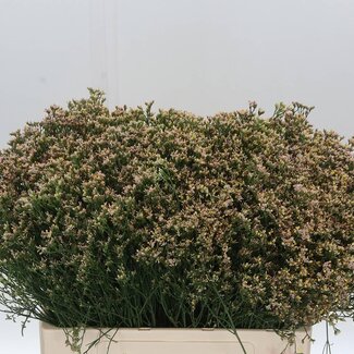 Freshy Limonium Sin Senecio Nectarin