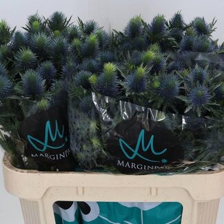 Freshy Eryngium Supernova Qstar