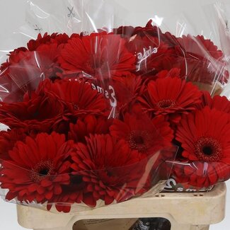Freshy Gerbera * Barones X10