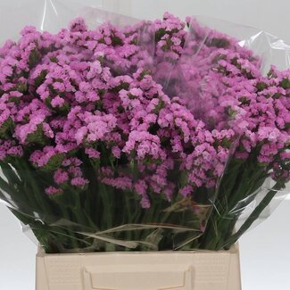 Freshy Limonium S Rosella Sun Birds