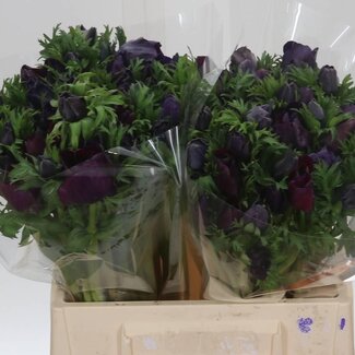 Freshy Anemone Mistral M X50 Black