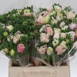 Freshy Anemone Mistral M “White” | Kleur: Wit | Lengte ± 45 centimeter | Per 50 verse bloemen