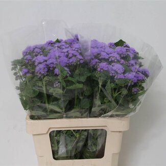 Freshy Ageratum 65cm