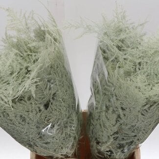 Freshy Asparagus Kort Creme