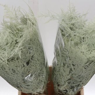 Freshy Asparagus Kort | Kleur: Crème | Lengte ± 45 centimeter | Per 50 takken