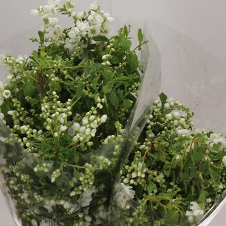 Freshy Exochorda Parelstruik | Kleur: Wit | Lengte ± 60 centimeter | Per 5 bossen