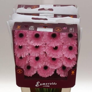 Freshy Gerbera Pre-semmy Gr Aqua | Farbe: Rosa | Länge ± 45 centimeter | Pro 15 frische Blumen