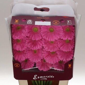 Freshy Gerbera Glossy Gr Aqua | Kleur: Roze | Lengte ± 45 centimeter | Per 15 verse bloemen