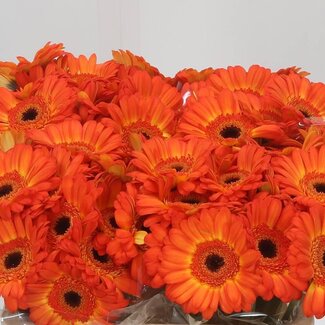 Freshy Germini Aqua “Flamazing” | Kleur: Oranje | Lengte ± 50 centimeter | Per 20 verse bloemen