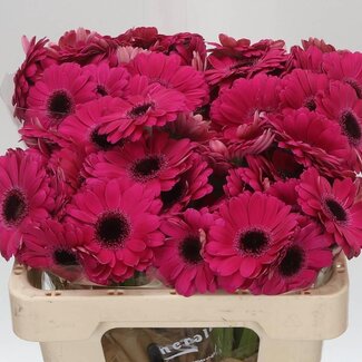 Freshy Germini Aqua “Caprice” | Kleur: Roze | Lengte ± 50 centimeter | Per 20 verse bloemen