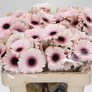 Freshy Germini Aqua “Abby Lou” | Kleur: Wit Roze | Lengte ± 50 centimeter | Per 20 verse bloemen