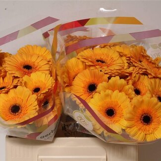 Freshy Germini Aqua “Tweety” | Kleur: Geel | Lengte ± 50 centimeter | Per 20 verse bloemen