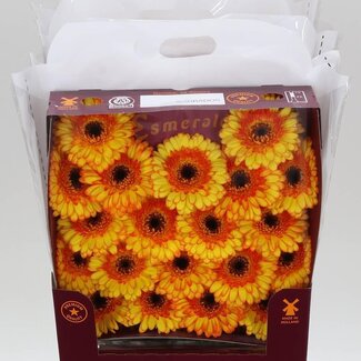 Freshy Gerbera Barbados Mi Aqua | Kleur: Geel | Lengte ± 45 centimeter | Per 20 verse bloemen