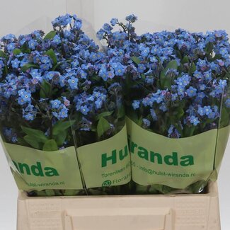 Freshy Myosotis Vergeet-mij-nietje “Blue Memory” | Kleur: Blauw | Lengte ± 40 centimeter | Per 40 stelen verse bloemen
