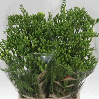 Freshy Freesia Enkelbloemig “Ilse” | Kleur: Wit | Lengte ± 54 centimeter | Per 50 stelen verse bloemen