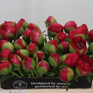 Freshy Paeonia Pioenroos “Performance” | Kleur: Roze | Lengte ± 55 centimeter | Per 10 verse bloemen