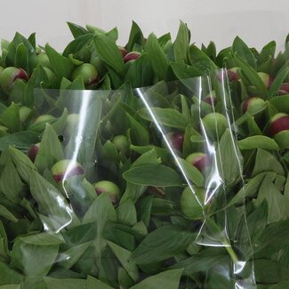 Freshy Paeonia Pioenroos L “Red Charm” | Kleur: Rood | Lengte ± 50 centimeter | Per 10 verse bloemen