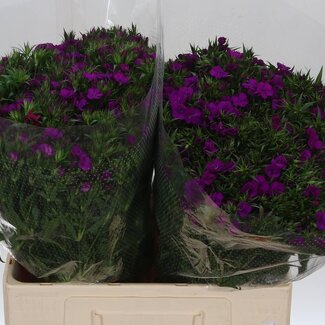 Freshy Dianthus Barbatus Œillet de poète “Am Neon Purple” | Couleur: Violet | Longueur ± 60 centimeter | Par 50 fleurs fraîches