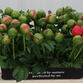 Freshy Paeonia L Coral Sunset