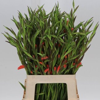 Freshy Gladiolus klein Nathalie