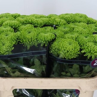 Freshy Chrysanthemum Chrysant Deco “Alemani” | Kleur: Groen | Lengte ± 70 centimeter | Per 10 stelen verse bloemen