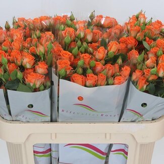 Freshy Rose en grappe hollandaise “Picanto” | Couleur: Orange | Longueur ± 70 centimètre | Par 15 fleurs fraîches