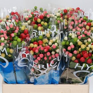 Freshy Hypericum “Coco Colours Gemischt” | Farbe: Gemischte Farben | Länge ± 60 centimeter | Pro 25 Stiele frische Blumen